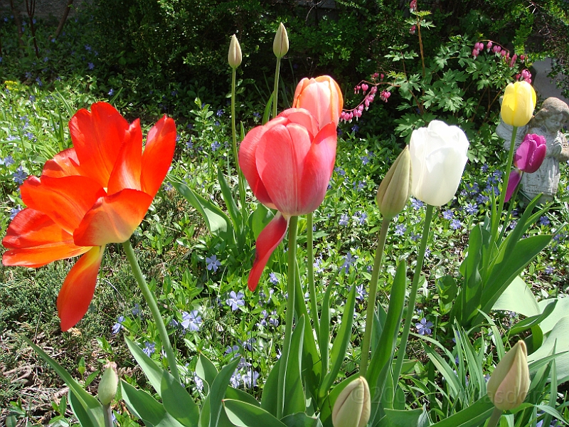 66 Nancy's Garden [2009 May 10].JPG - Nancy's Garden.
